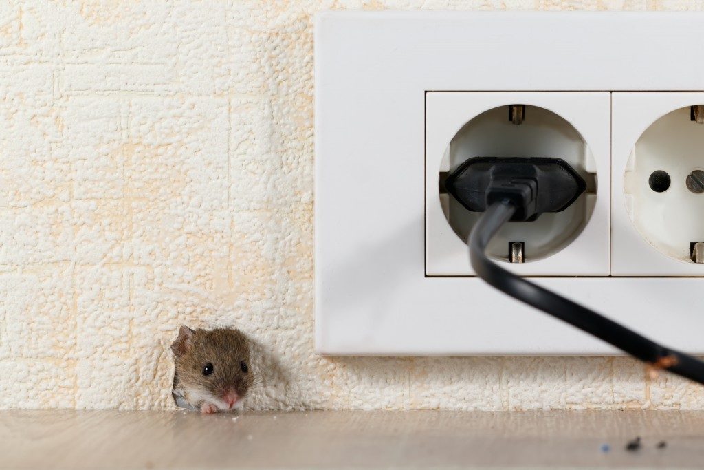 mice peeking in the hole of a wall near a socket
