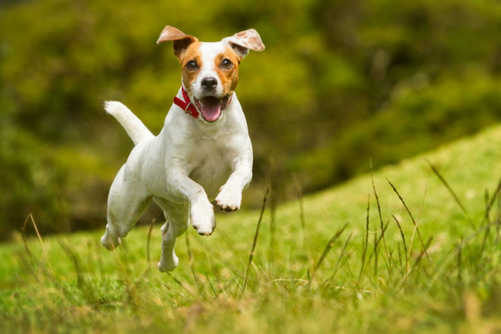 dog running thru field