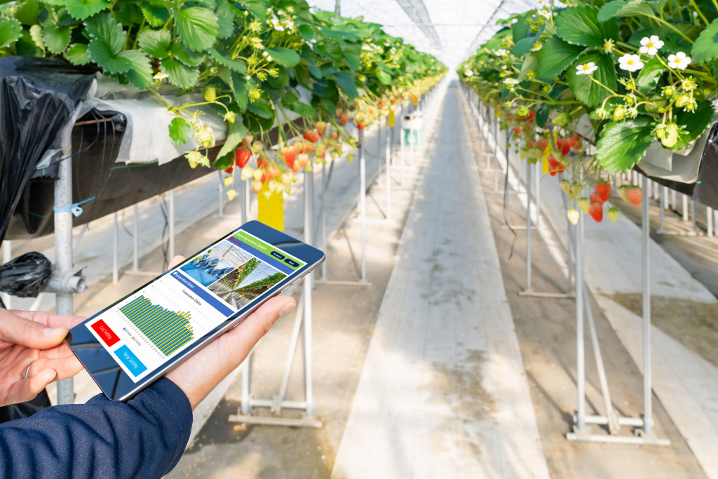 A male strawberry farmer checking the room temperature of a greenhouse with a tablet terminal