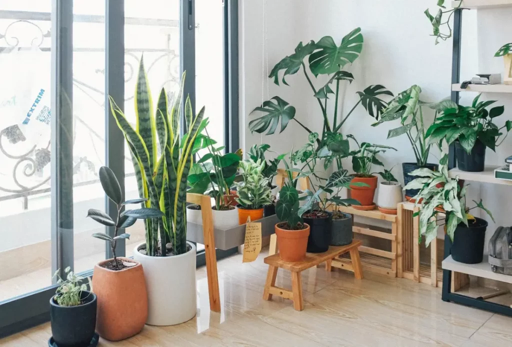 Different plants in a room