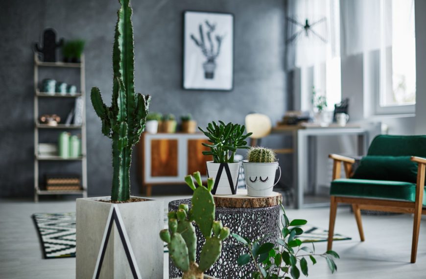 Indoor plants at home