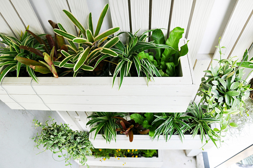 top view of small vertical garden with white wooden planks