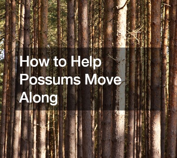How to Help Possums Move Along