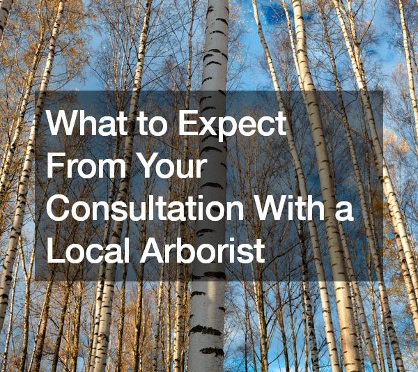 What to Expect From Your Consultation With a Local Arborist