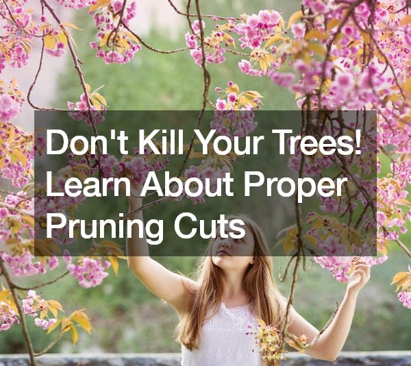 Dont Kill Your Trees! Learn About Proper Pruning Cuts
