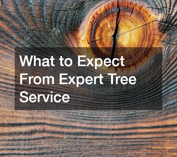 What to Expect From Expert Tree Service