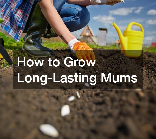 How to Grow Long-Lasting Mums